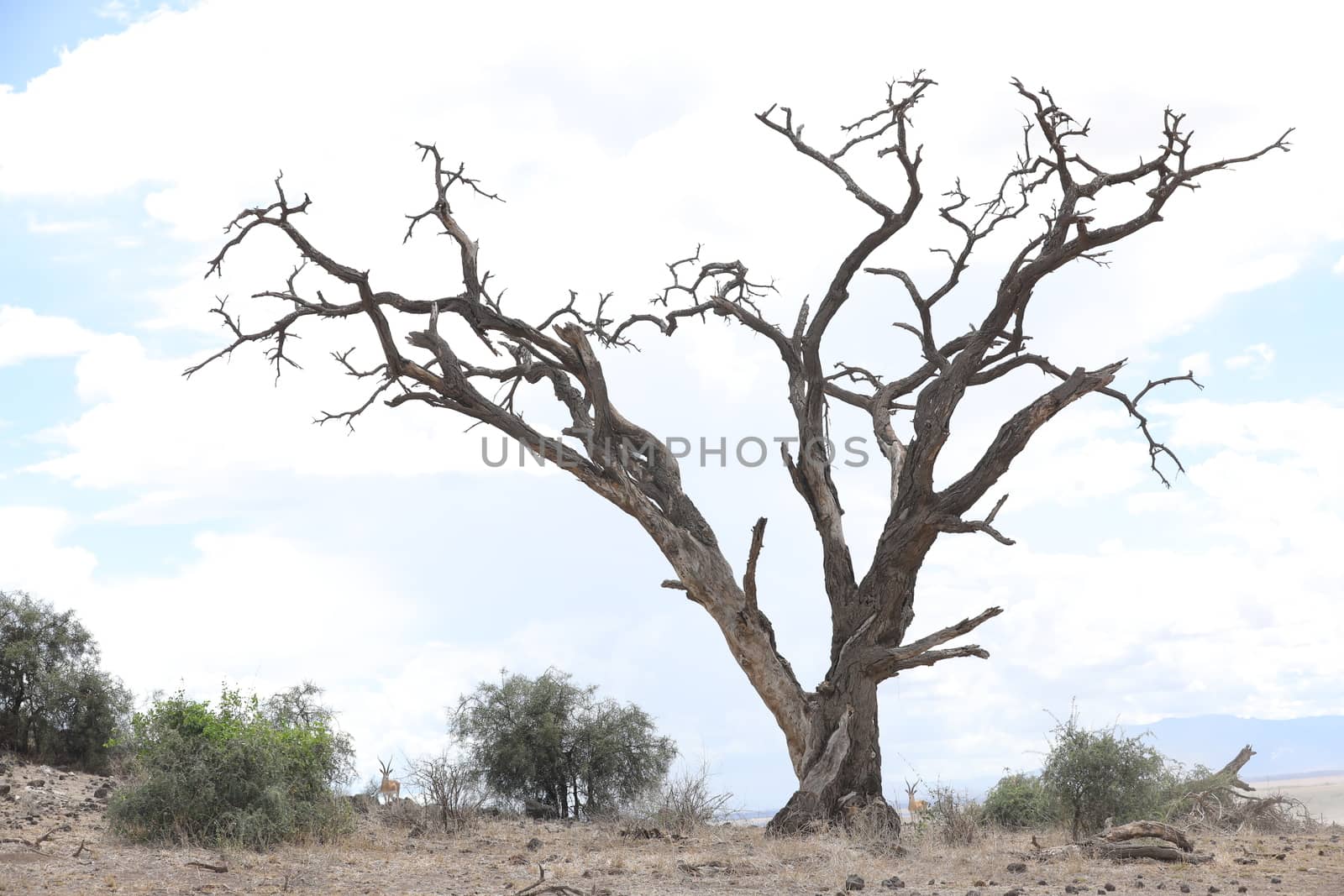 Dry Tree Masai Mara Kenya Africa