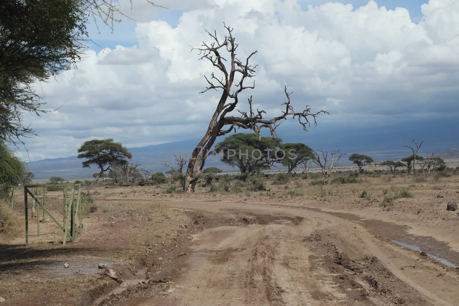 Dry Tree Masai Mara Kenya Africa