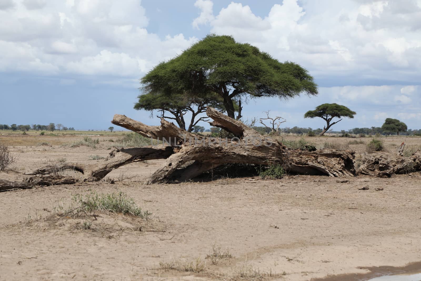 Dry Tree Masai Mara Kenya Africa