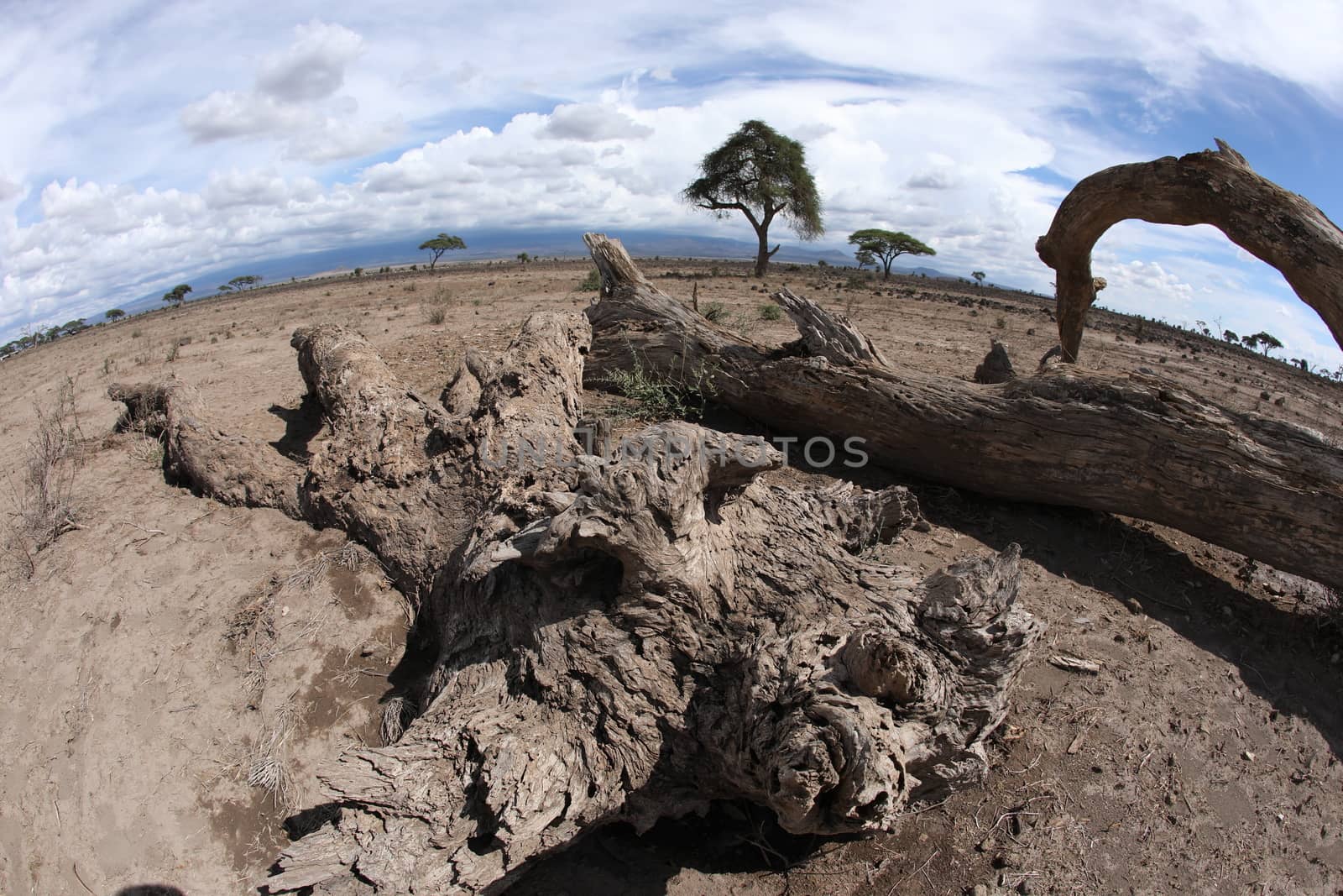 Dry Tree Masai Mara Kenya Africa