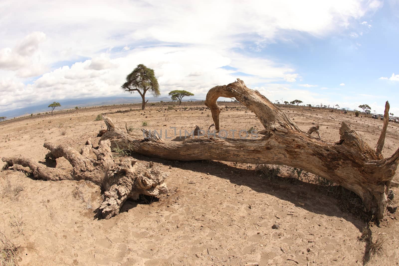 Dry Tree Masai Mara Kenya Africa