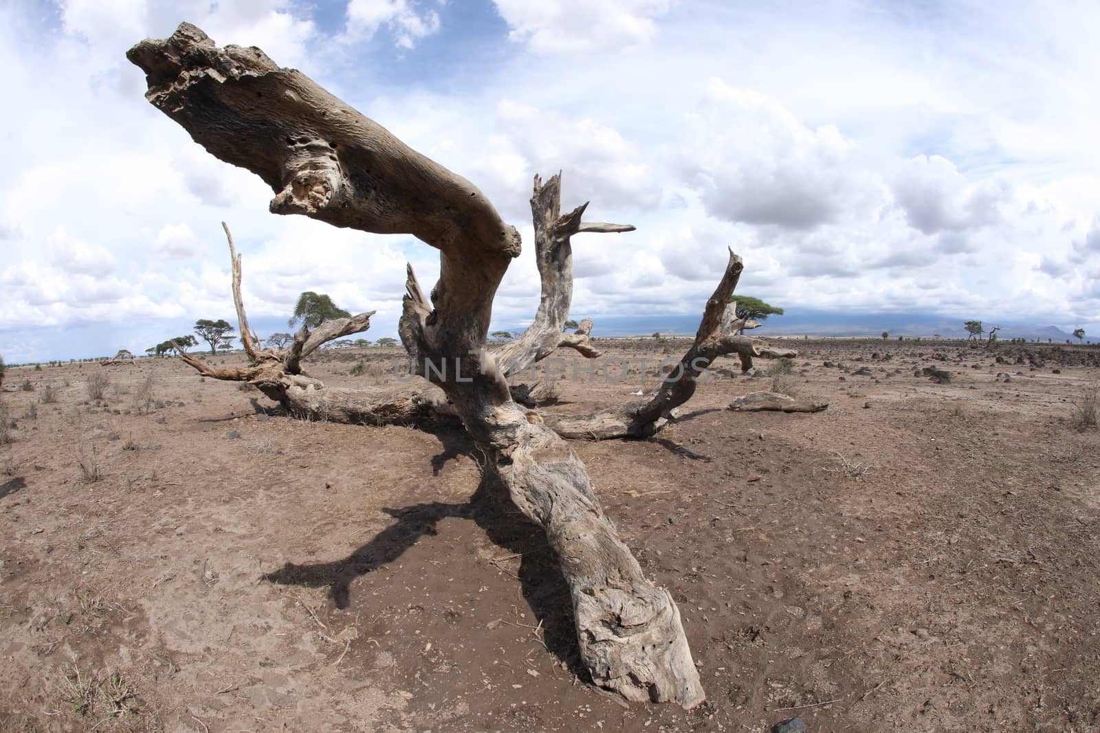 Dry Tree Masai Mara Kenya Africa