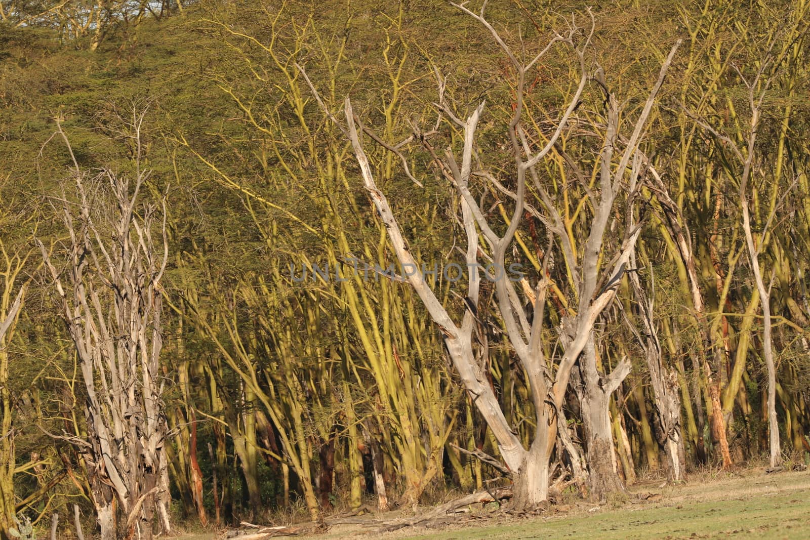 Dry Tree by rajastills