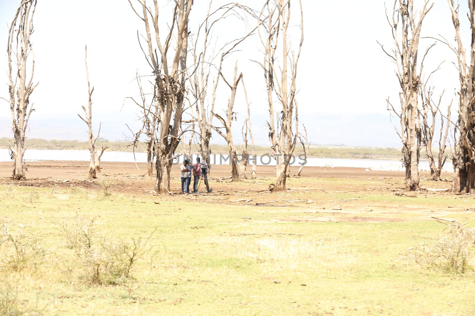 Dry Tree by rajastills