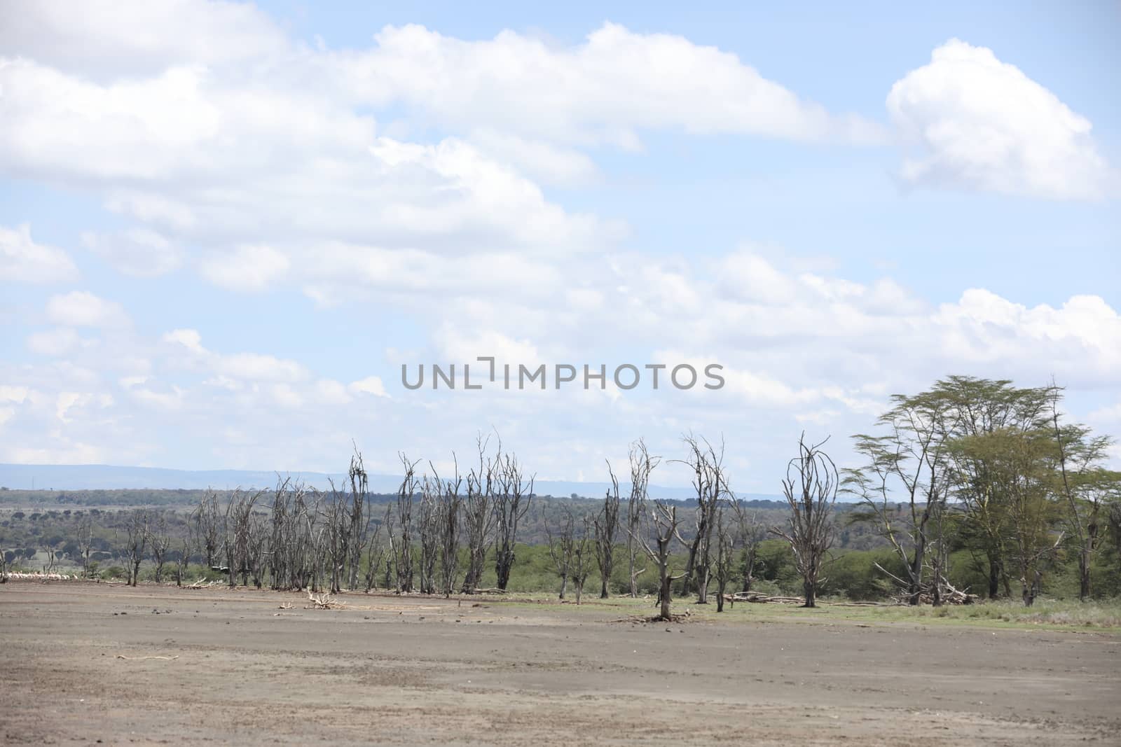 Dry Tree Masai Mara Kenya Africa