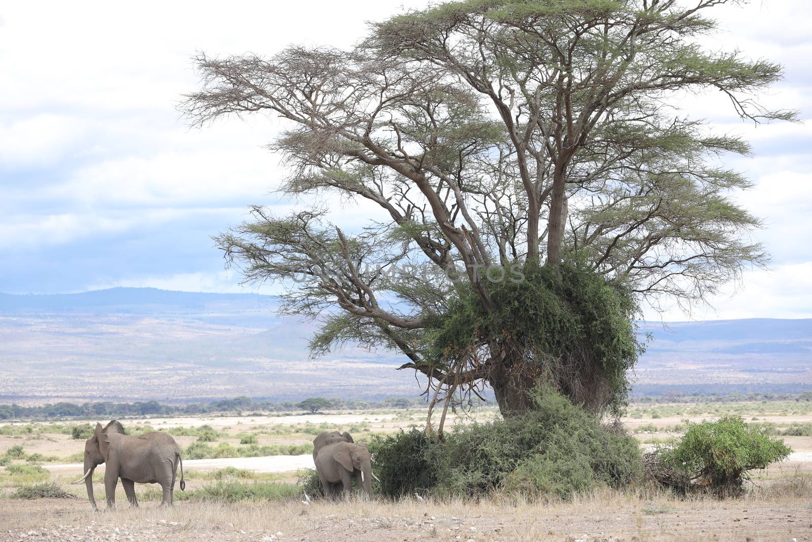 Elephant Feeding In The Grassland Kenya Africa