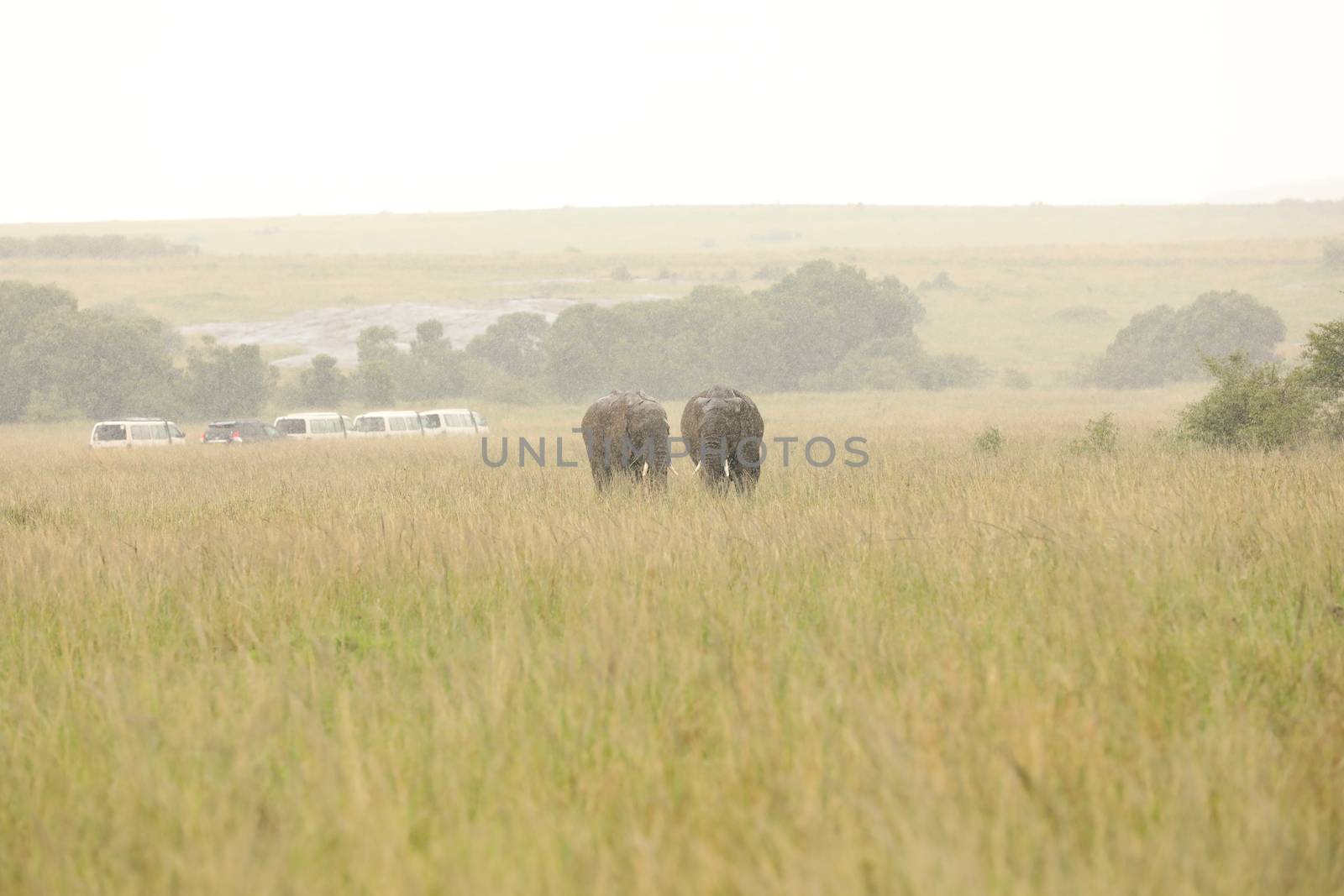 Elephant Feeding In The Grassland Kenya Africa