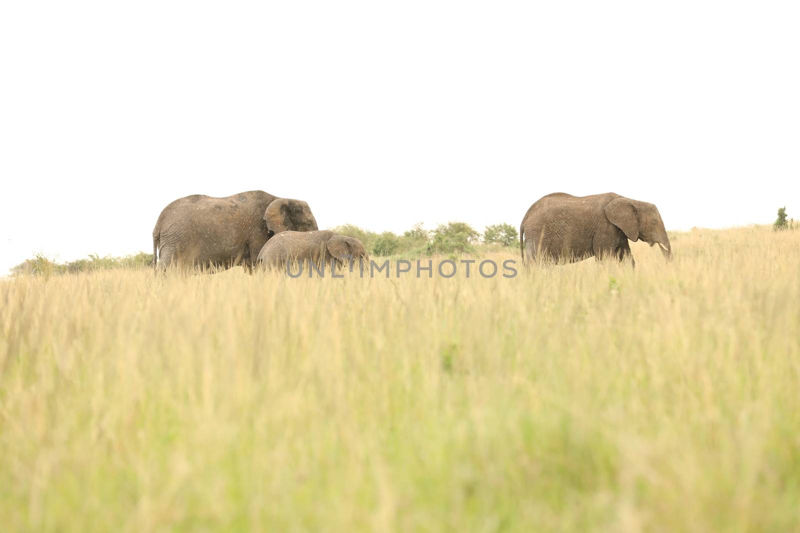 Elephant Feeding In The Grassland Kenya Africa