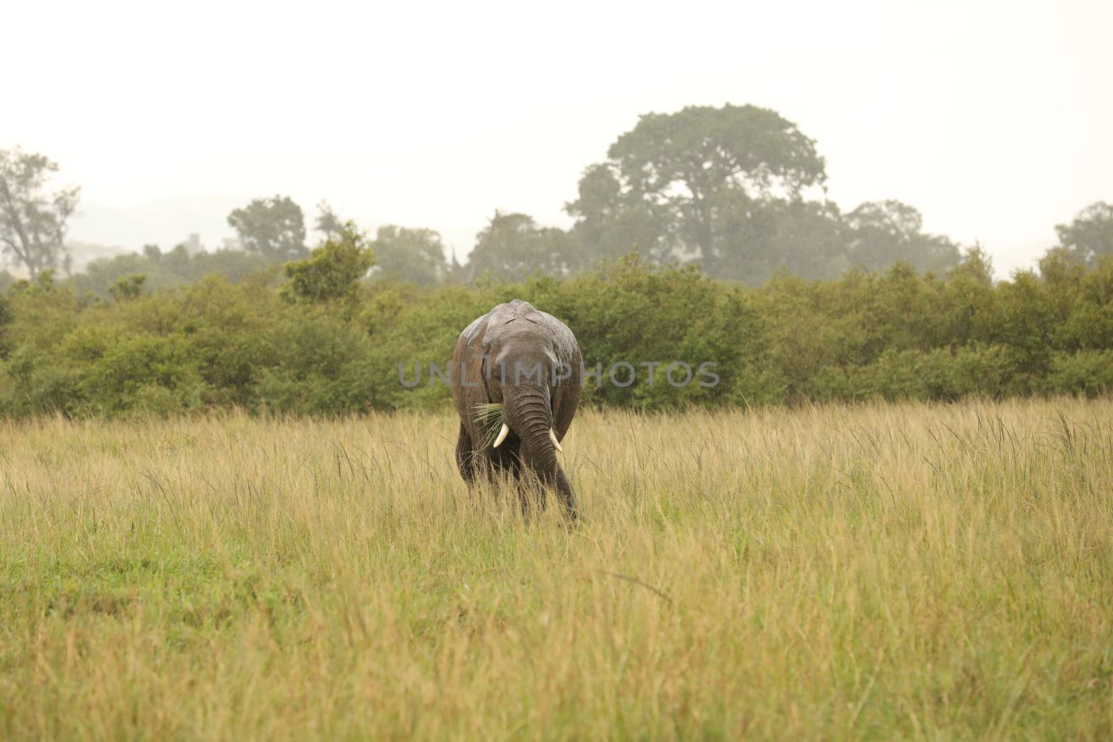 Elephant Feeding In The Grassland Kenya Africa