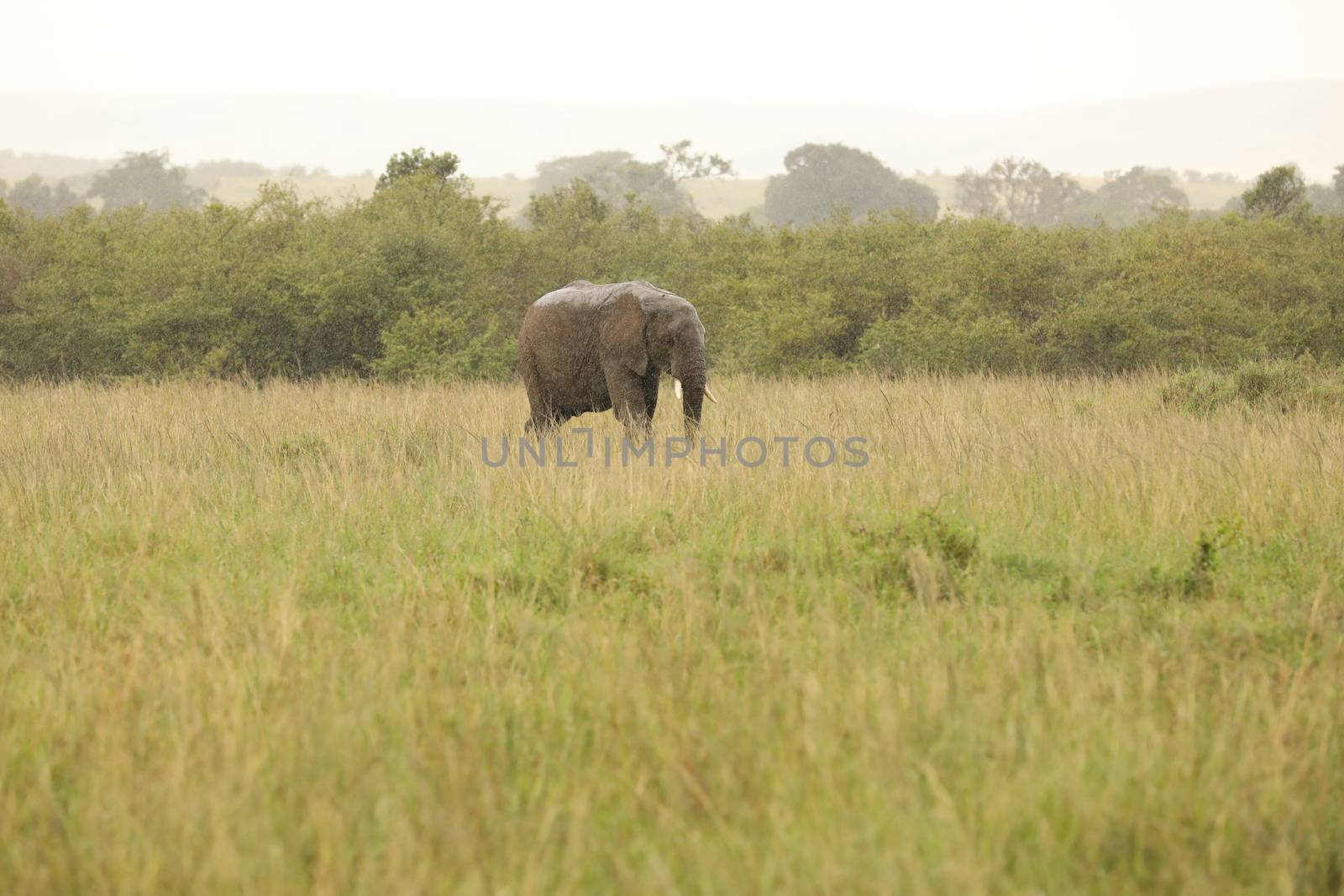 Elephant Feeding In The Grassland Kenya Africa