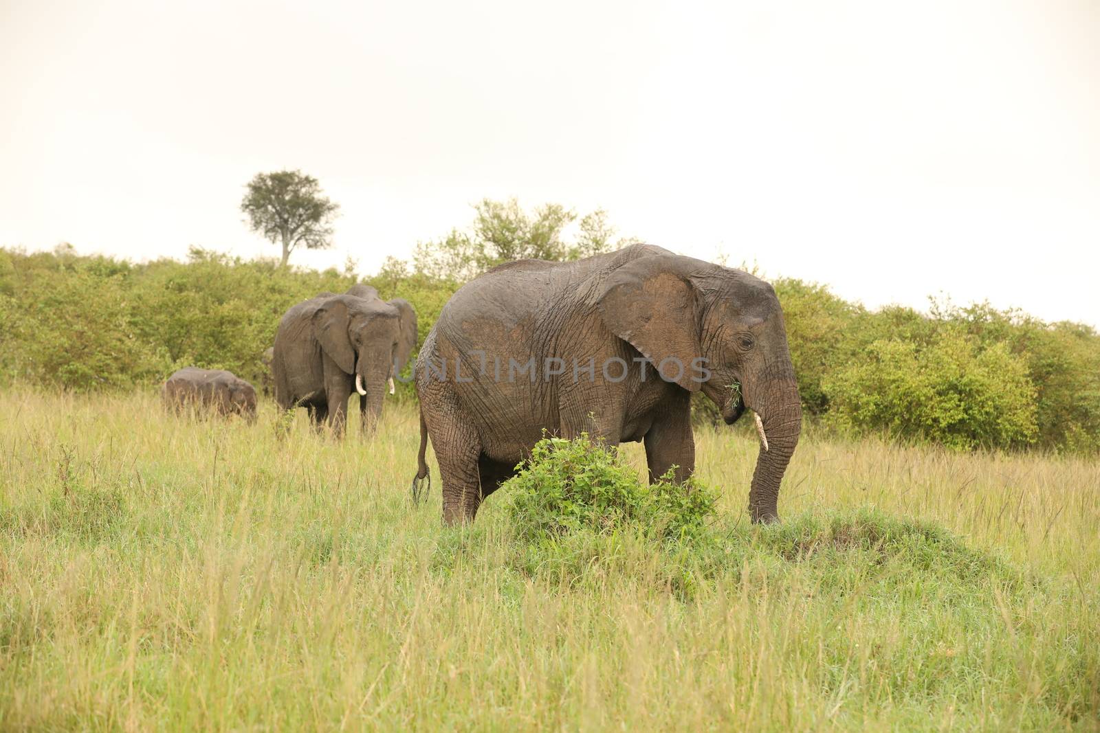 Elephant Feeding In The Grassland Kenya Africa