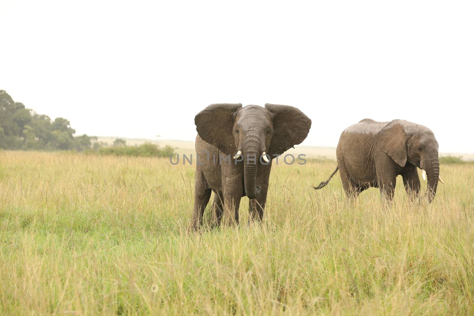 Elephant Feeding In The Grassland Kenya Africa