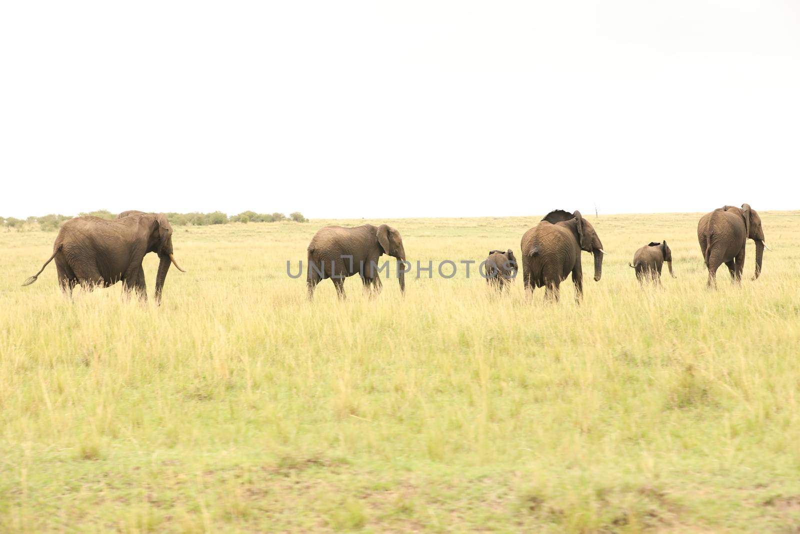 Elephant Feeding In The Grassland Kenya Africa