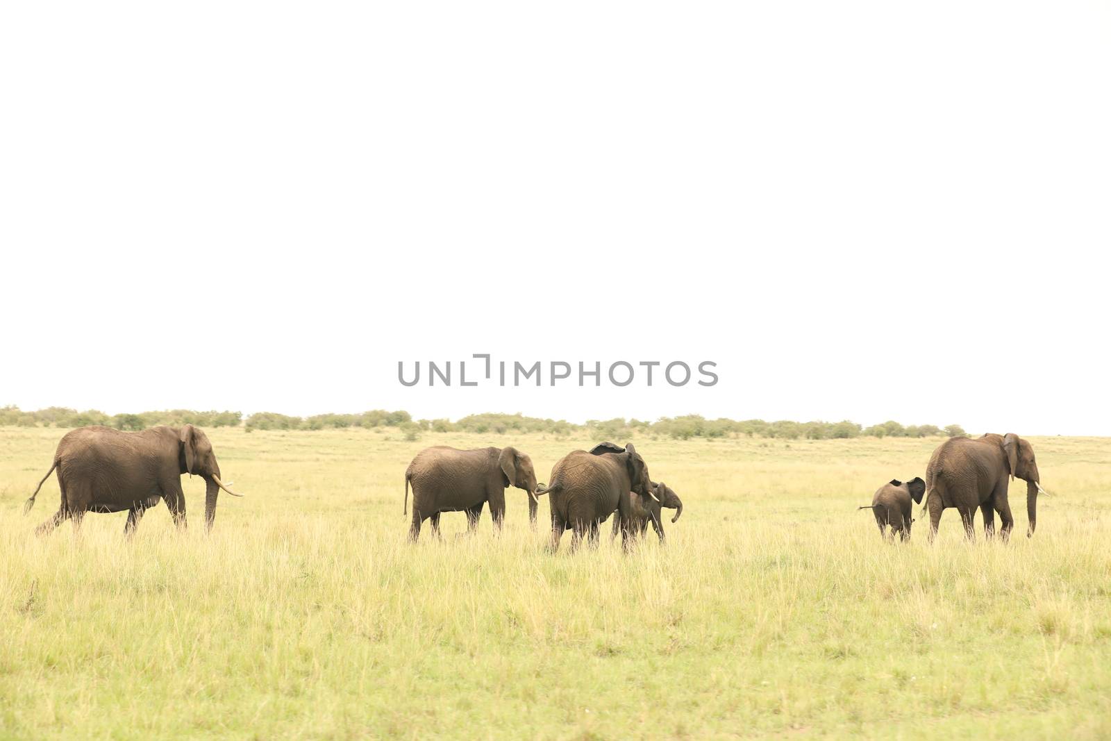 Elephant Feeding In The Grassland Kenya Africa