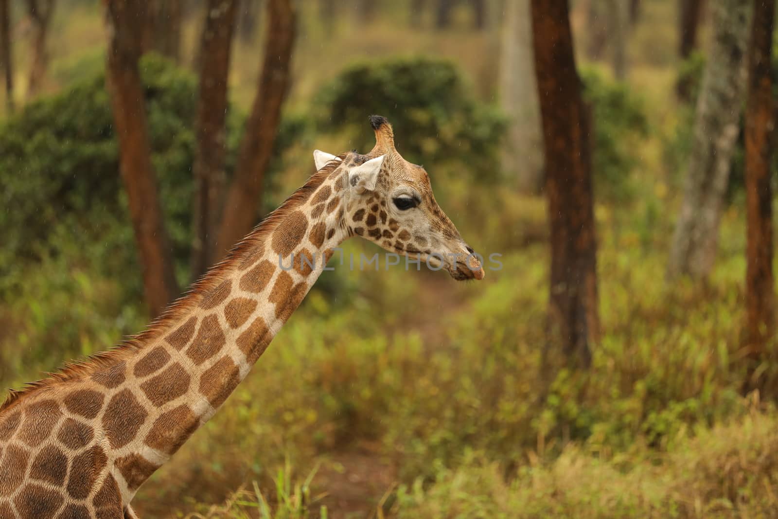 Giraffe In Wildlife Masai Mara Kenya Africa