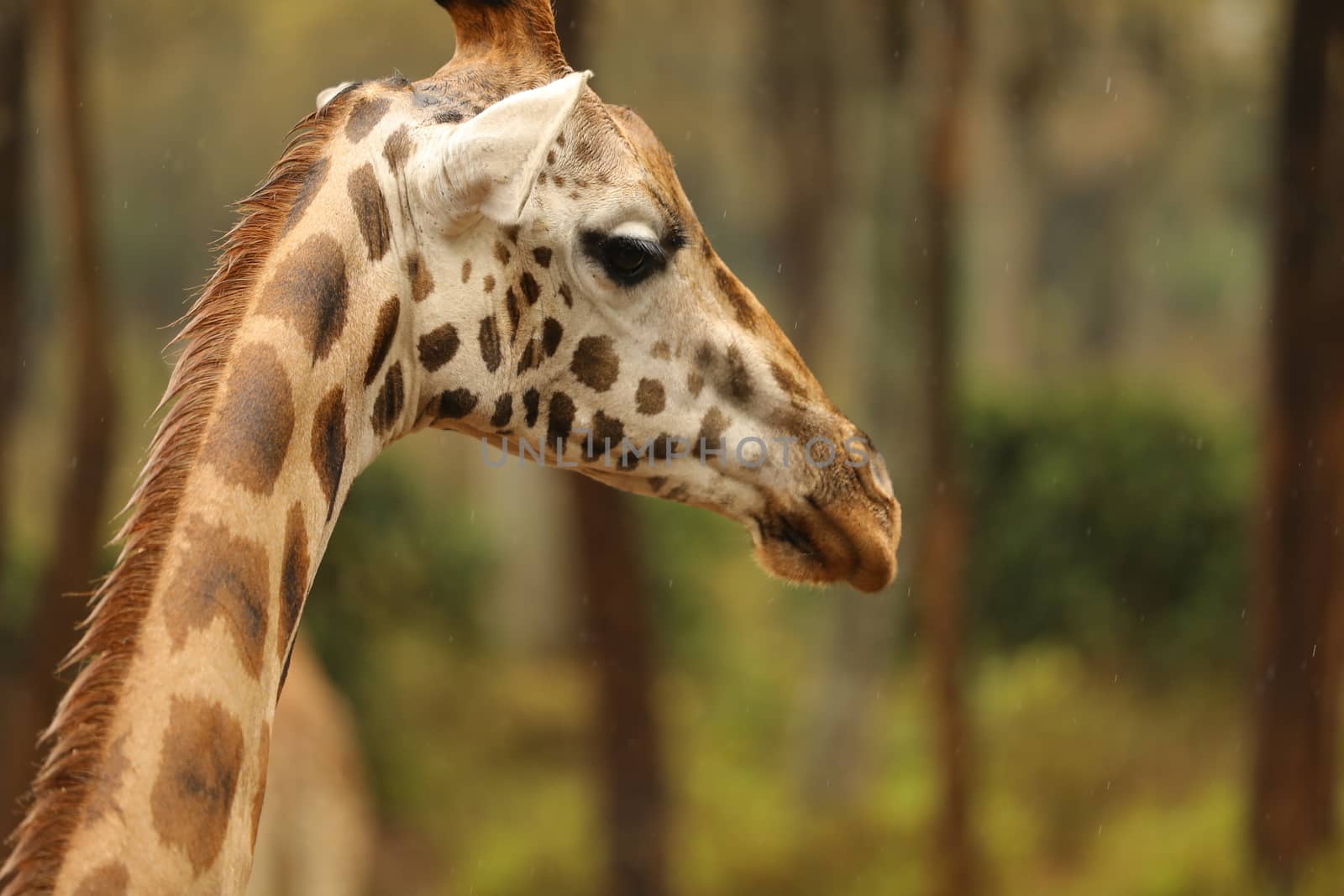 Giraffe In Wildlife Masai Mara Kenya Africa