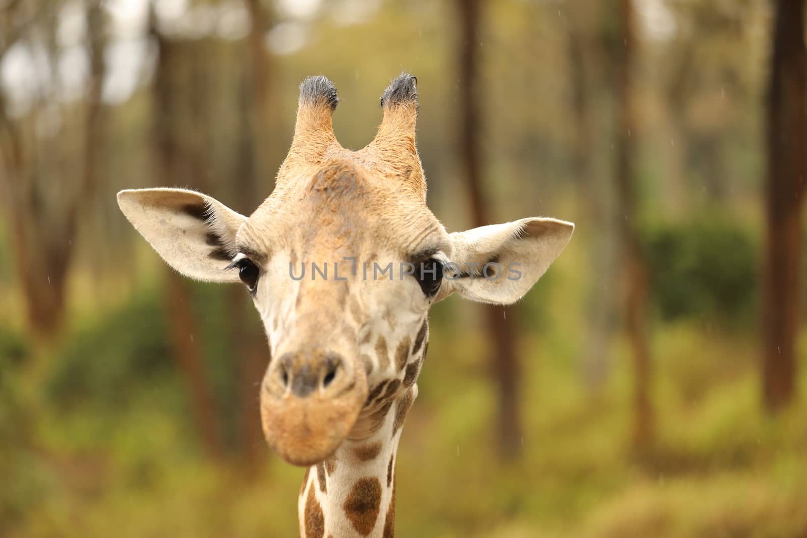 Giraffe In Wildlife Masai Mara Kenya Africa