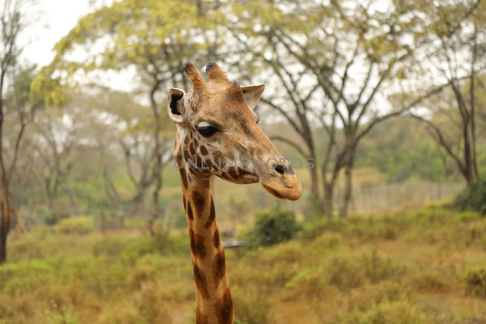 Giraffe In Wildlife Masai Mara Kenya Africa