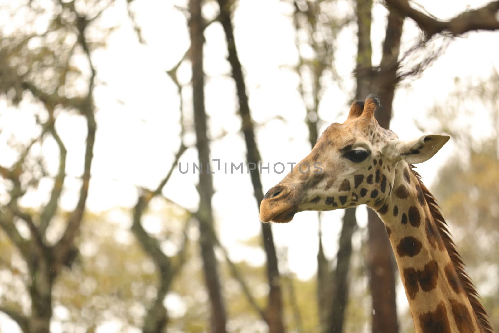 Giraffe In Wildlife Masai Mara Kenya Africa