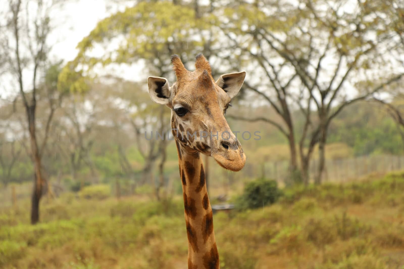 Giraffe In Wildlife Masai Mara Kenya Africa