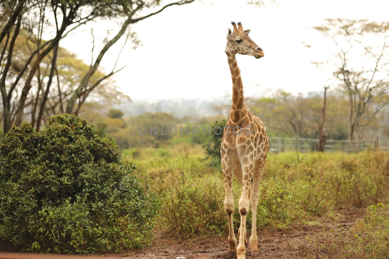 Giraffe In Wildlife Masai Mara Kenya Africa