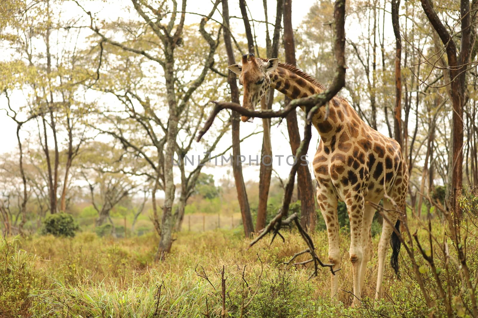 Giraffe In Wildlife Masai Mara Kenya Africa