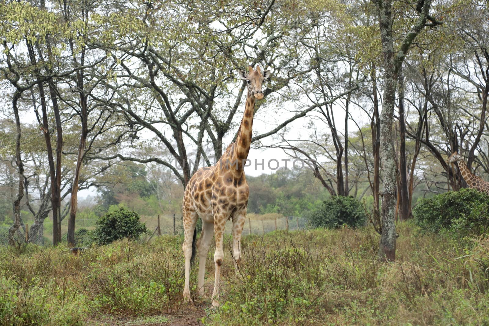 Giraffe by rajastills