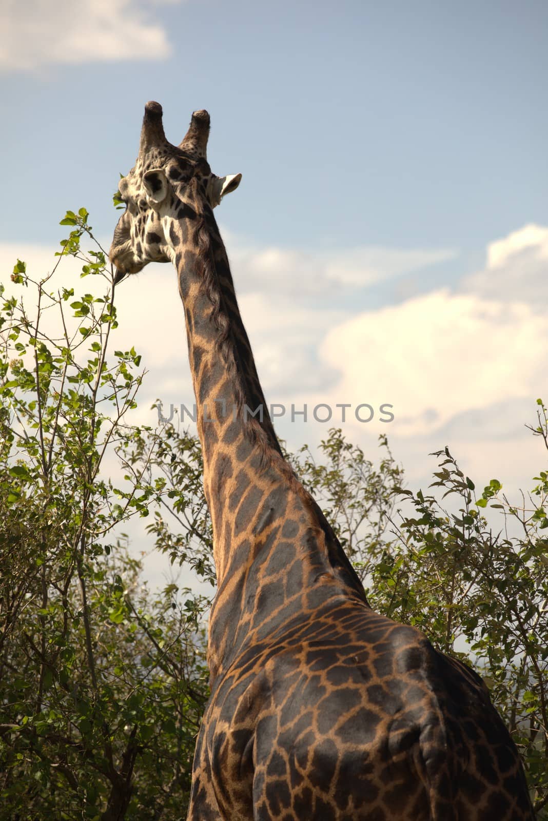 Giraffe by rajastills