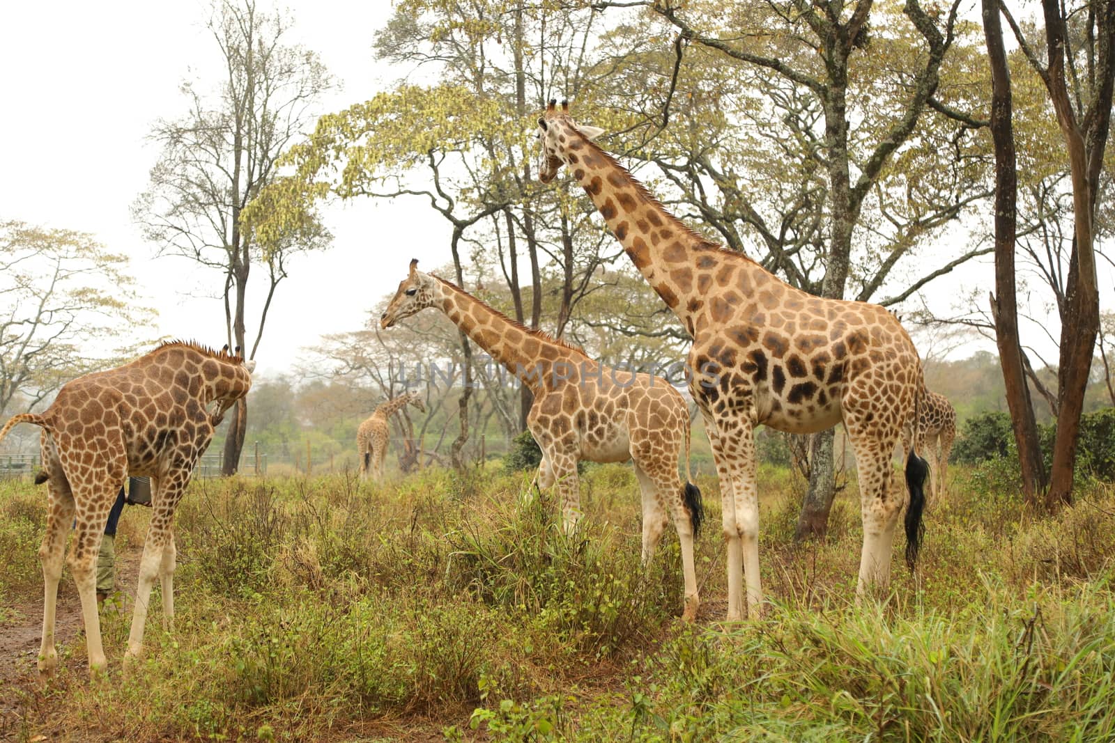 Giraffe In Wildlife Masai Mara Kenya Africa