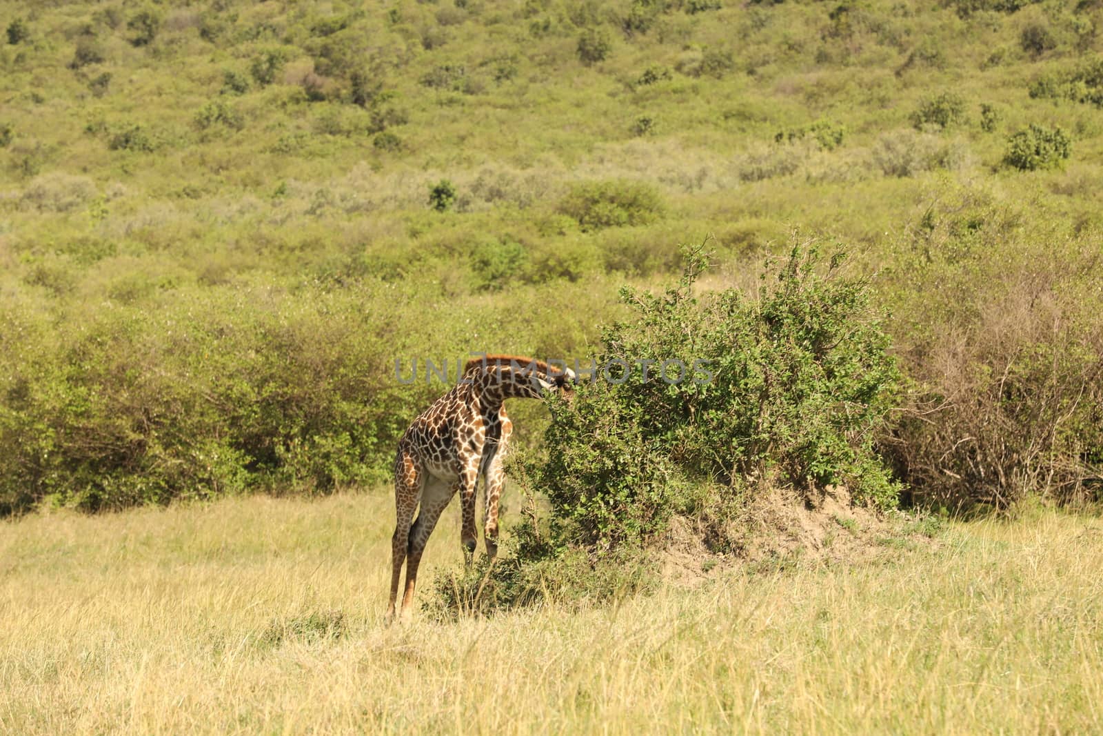 Giraffe In Wildlife Masai Mara Kenya Africa
