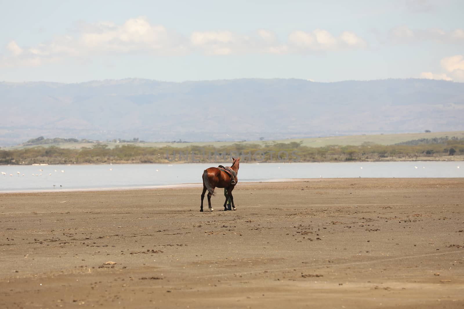 Horse Riding in water Masai Mara Kenya Africa