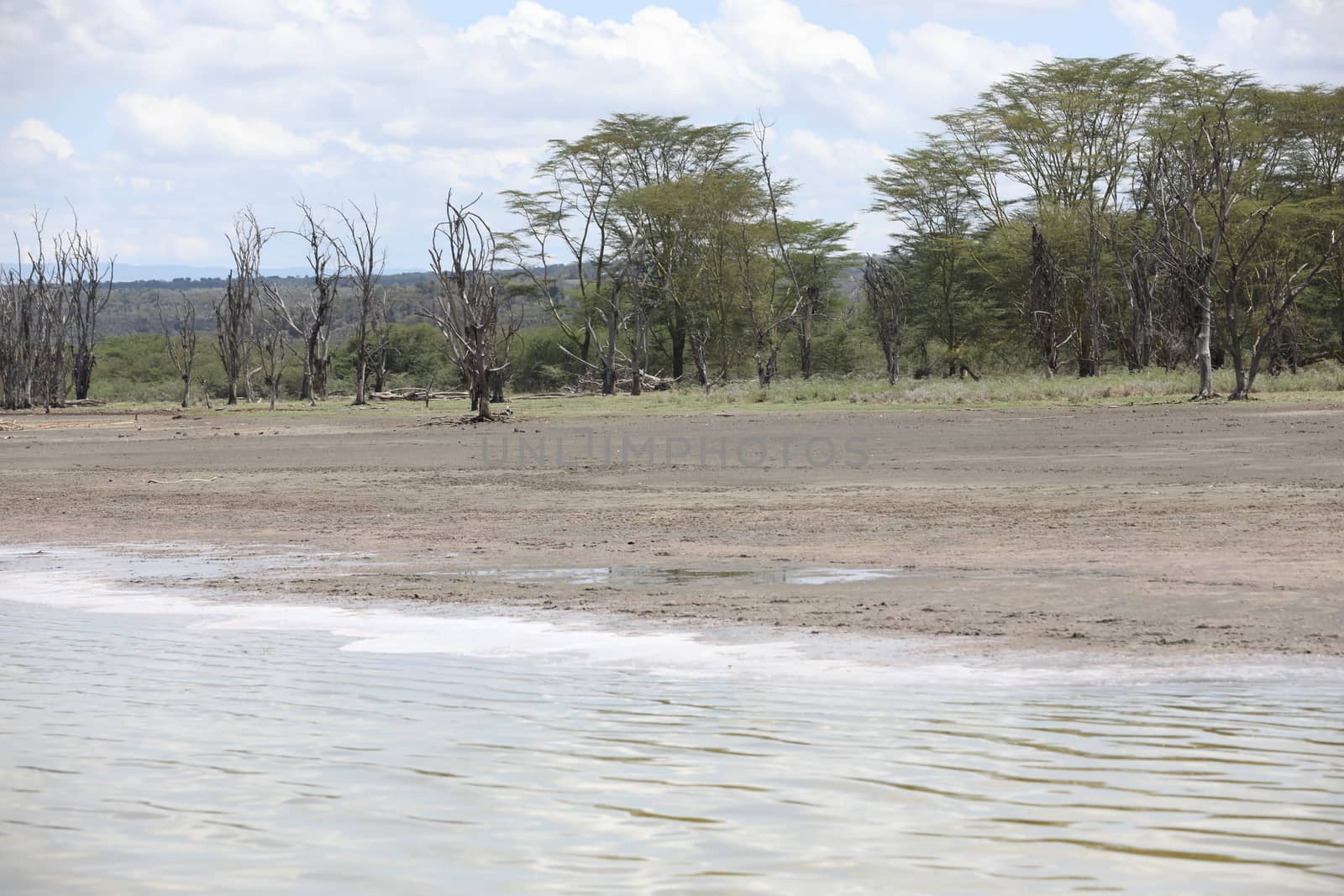 Horse Riding in water Masai Mara Kenya Africa