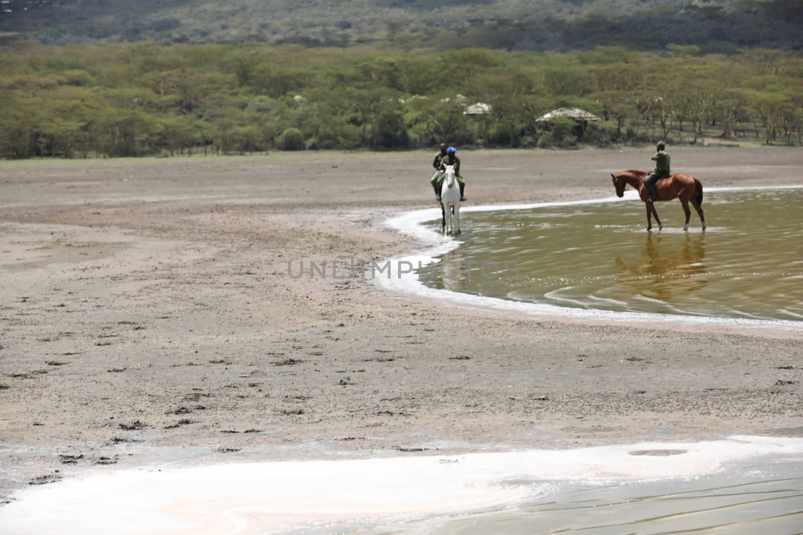 Horse Riding in water Masai Mara Kenya Africa