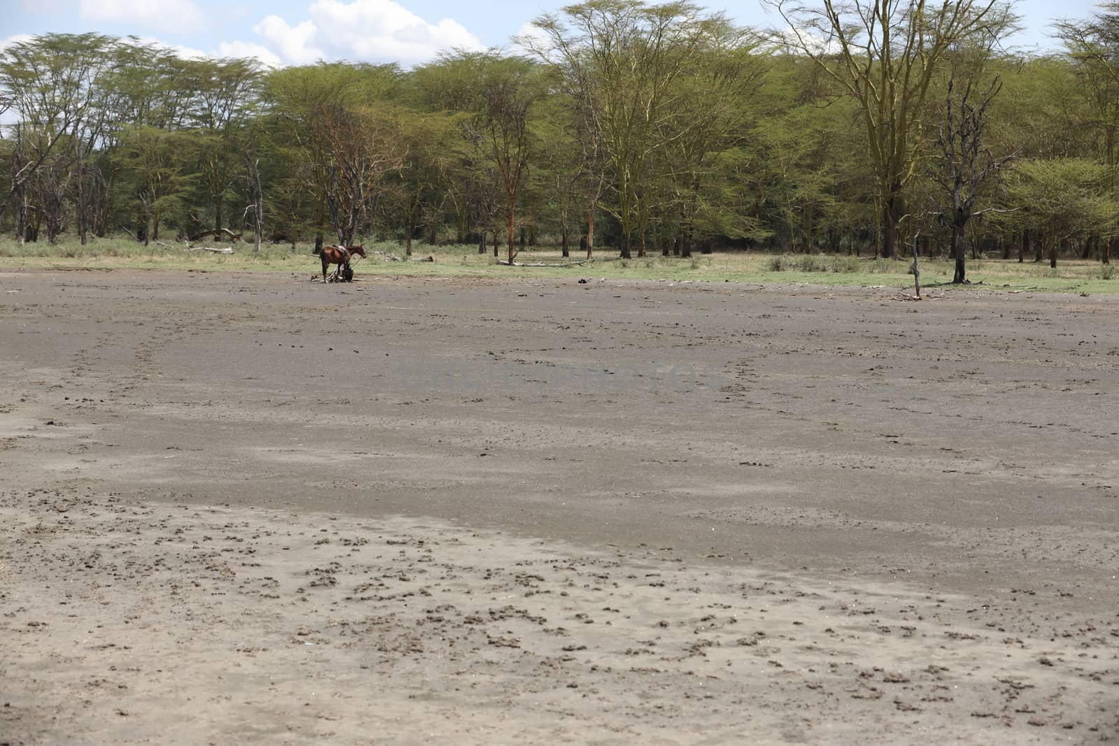 Horse Riding in water Masai Mara Kenya Africa