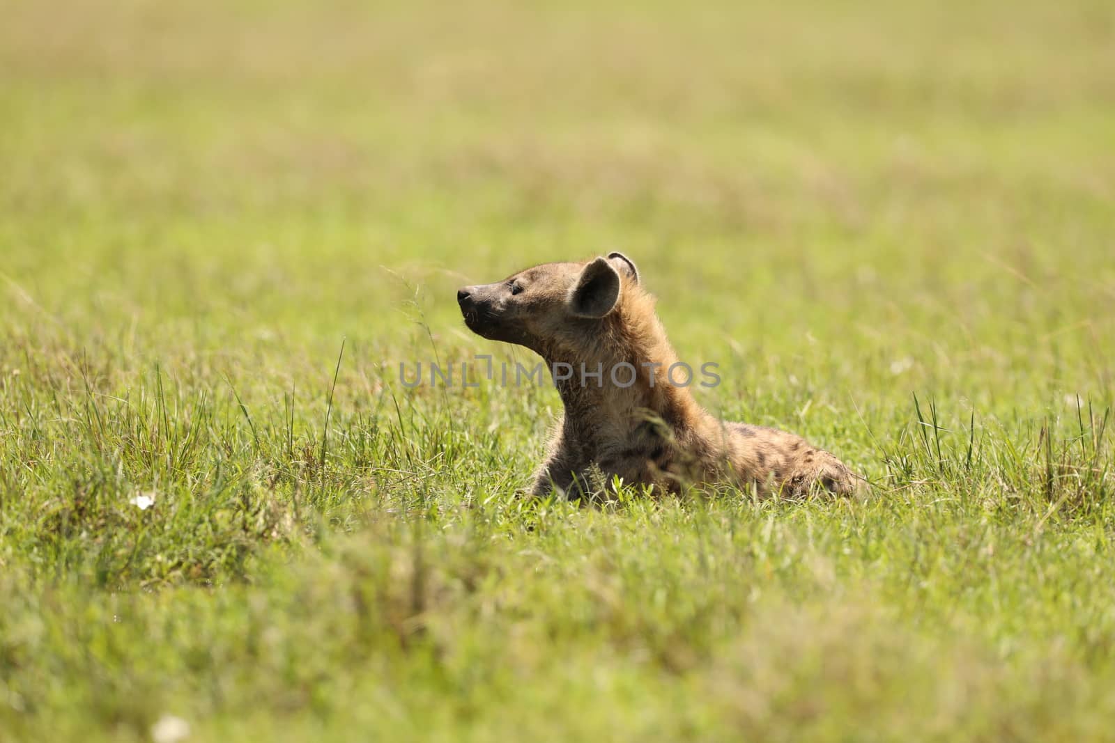 Wild Spotted Hyena In The Masai Mara, Kenya, Africa