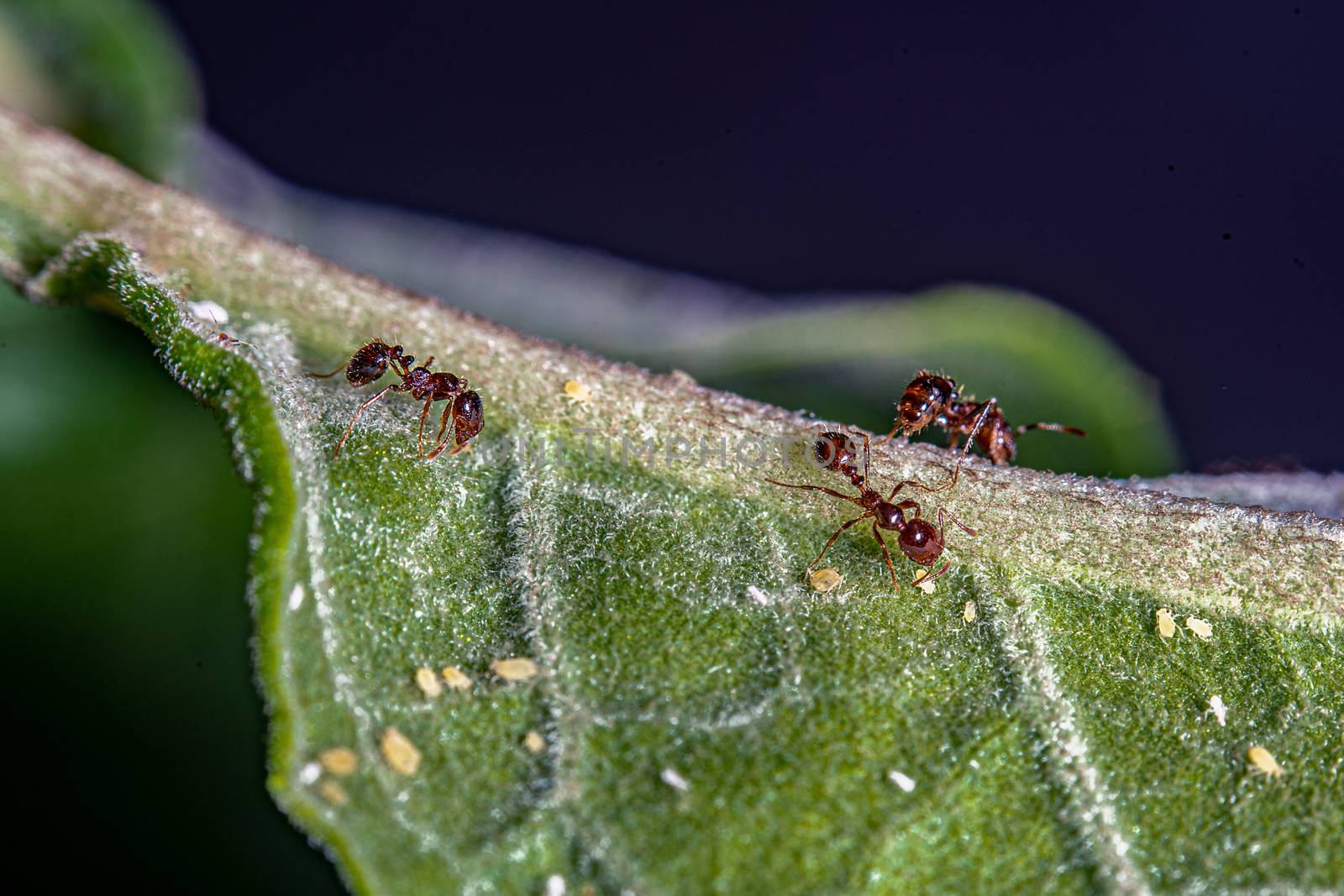 Three ants and some aphids on a green leave.