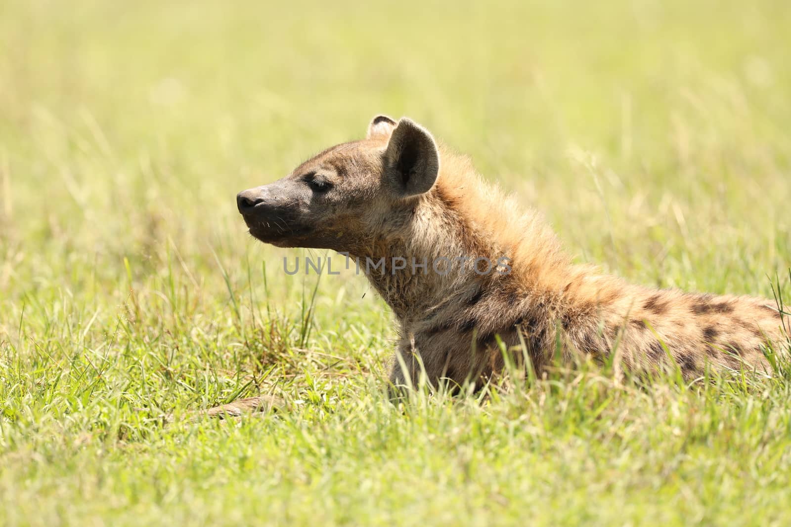 Wild Spotted Hyena In The Masai Mara, Kenya, Africa