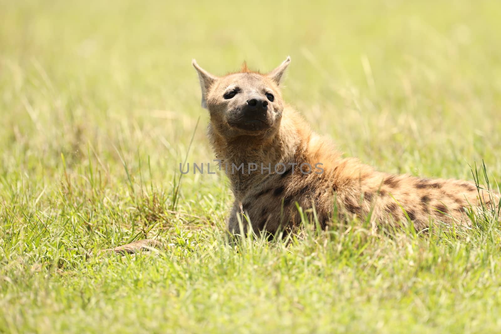 Wild Spotted Hyena In The Masai Mara, Kenya, Africa