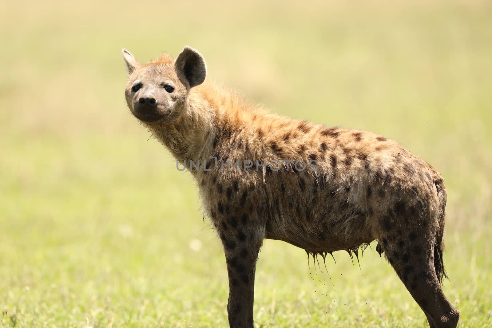 Wild Spotted Hyena In The Masai Mara, Kenya, Africa