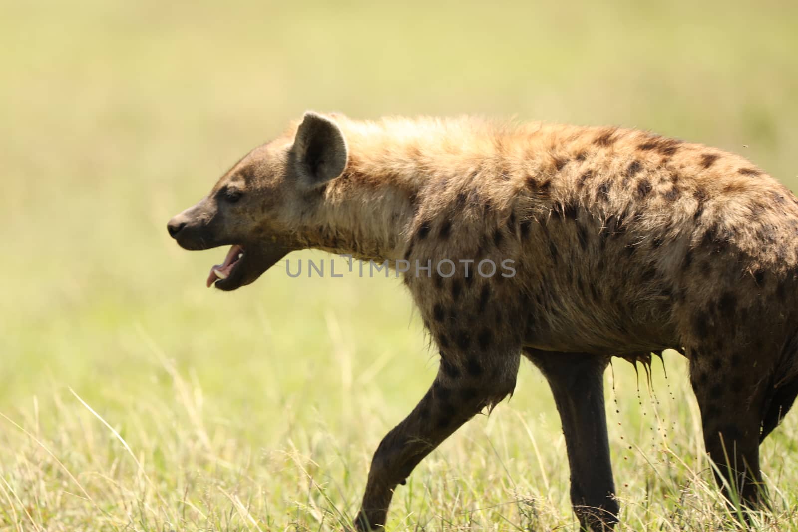 Wild Spotted Hyena In The Masai Mara, Kenya, Africa