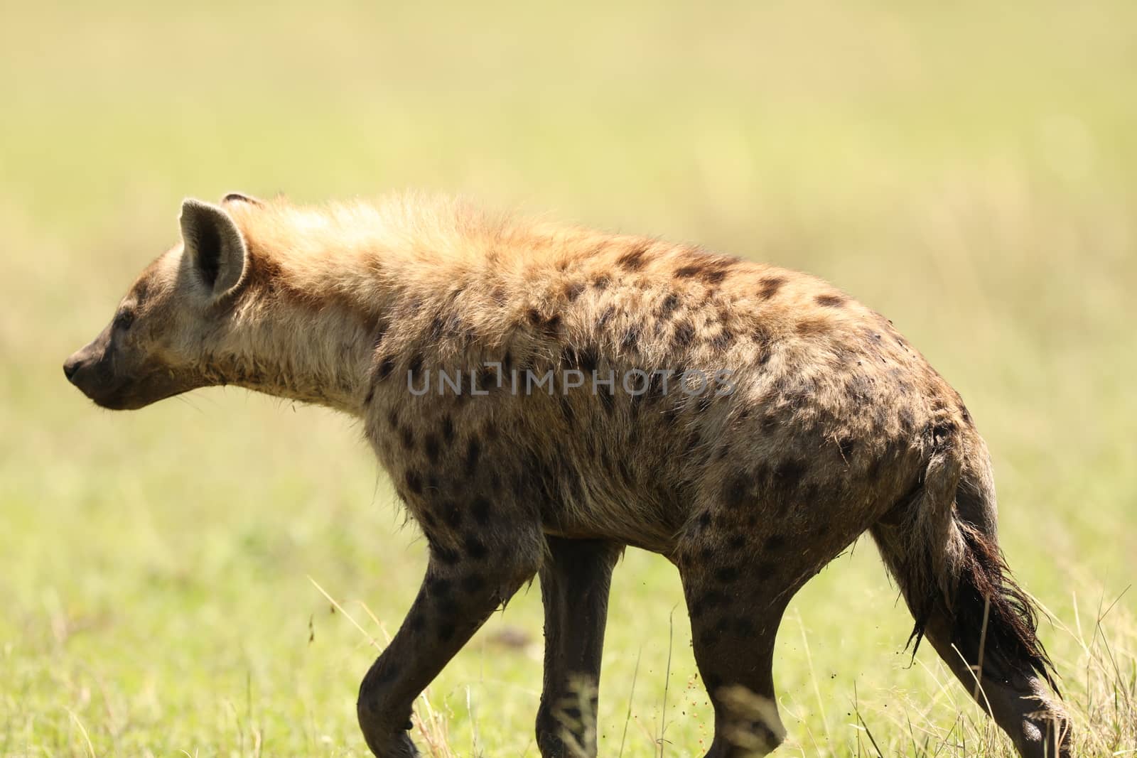 Wild Spotted Hyena In The Masai Mara, Kenya, Africa