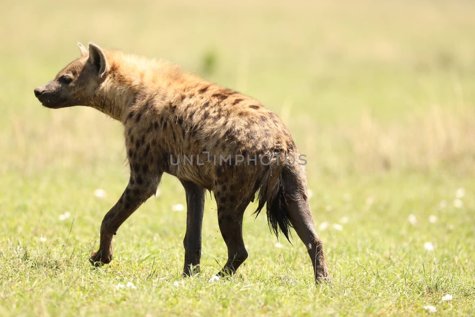 Wild Spotted Hyena In The Masai Mara, Kenya, Africa