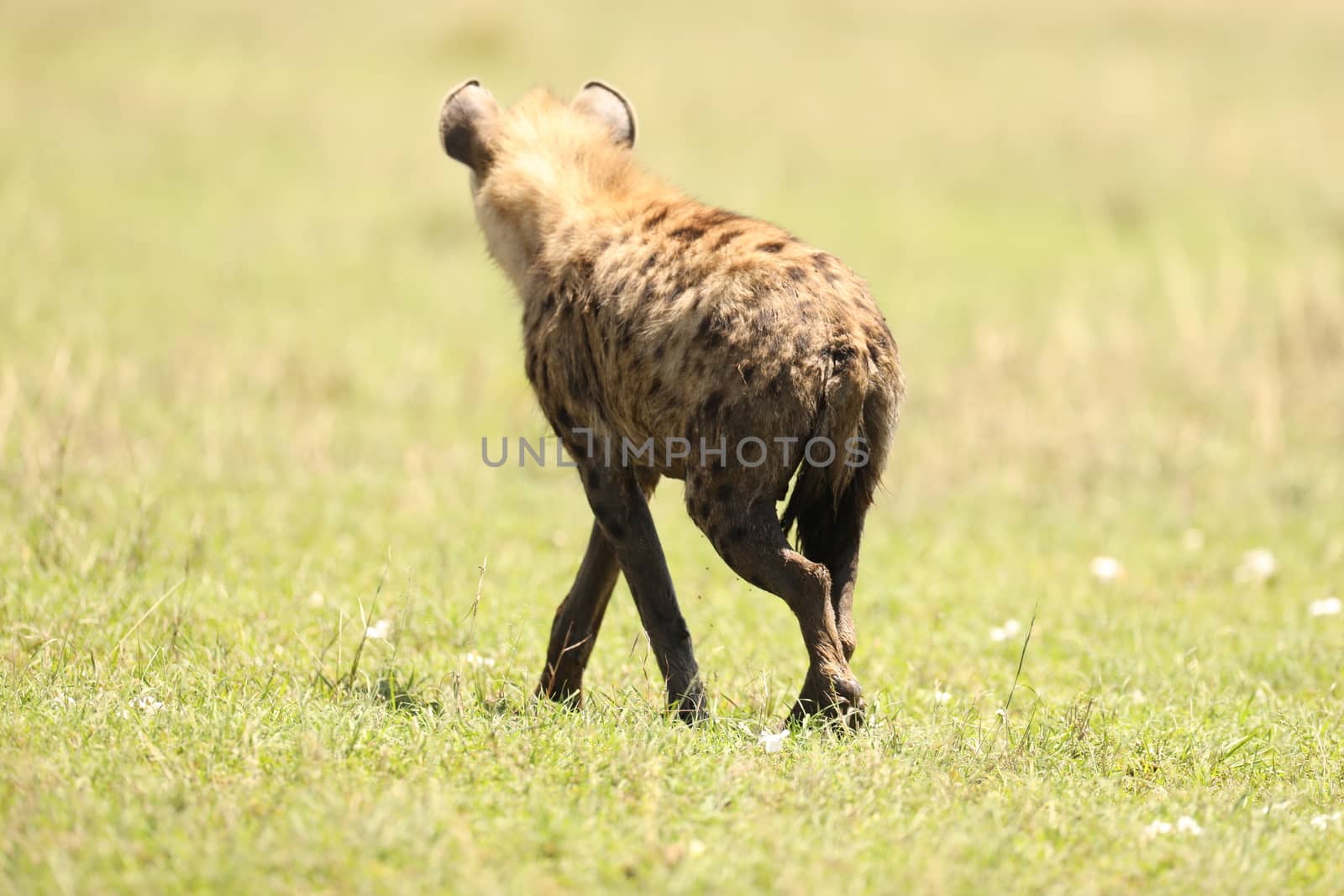 Wild Spotted Hyena by rajastills