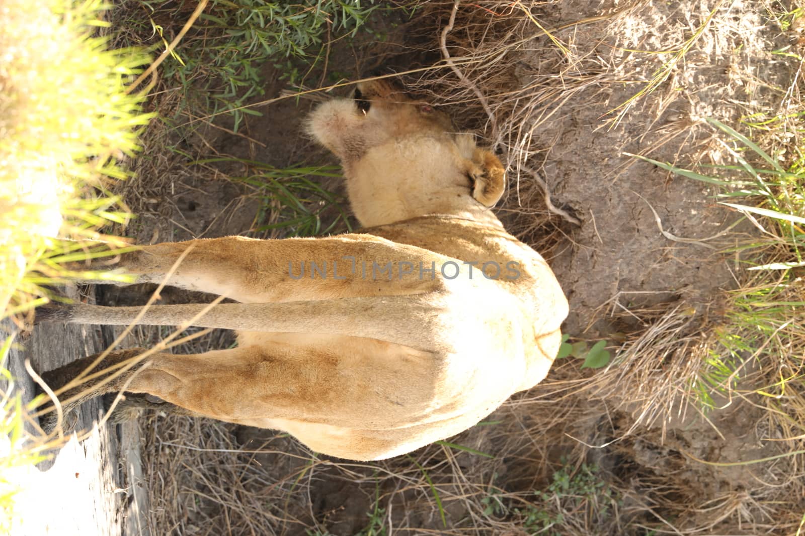 Lion Masai Mara Kenya Africa