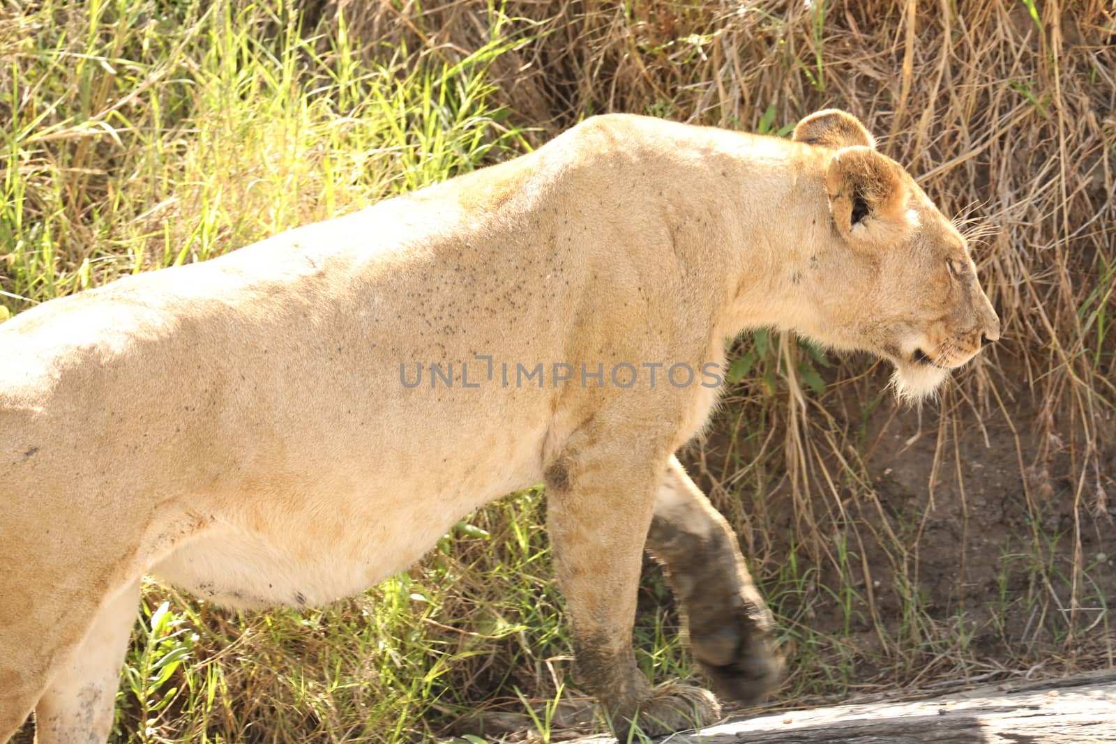 Lion Masai Mara Kenya Africa