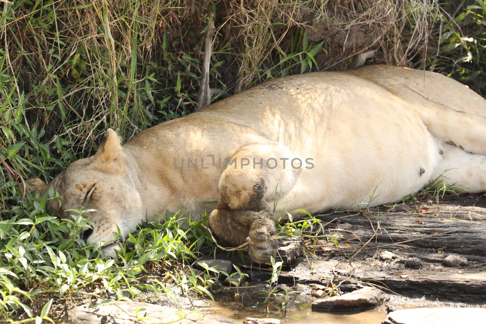 Lion Masai Mara Kenya Africa