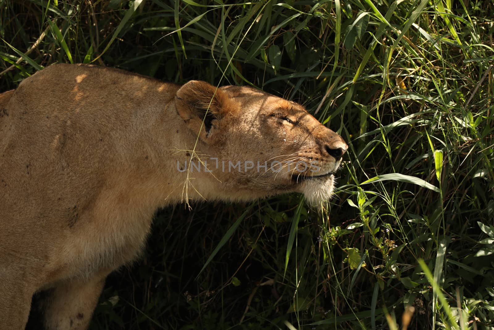 Lion Masai Mara Kenya Africa