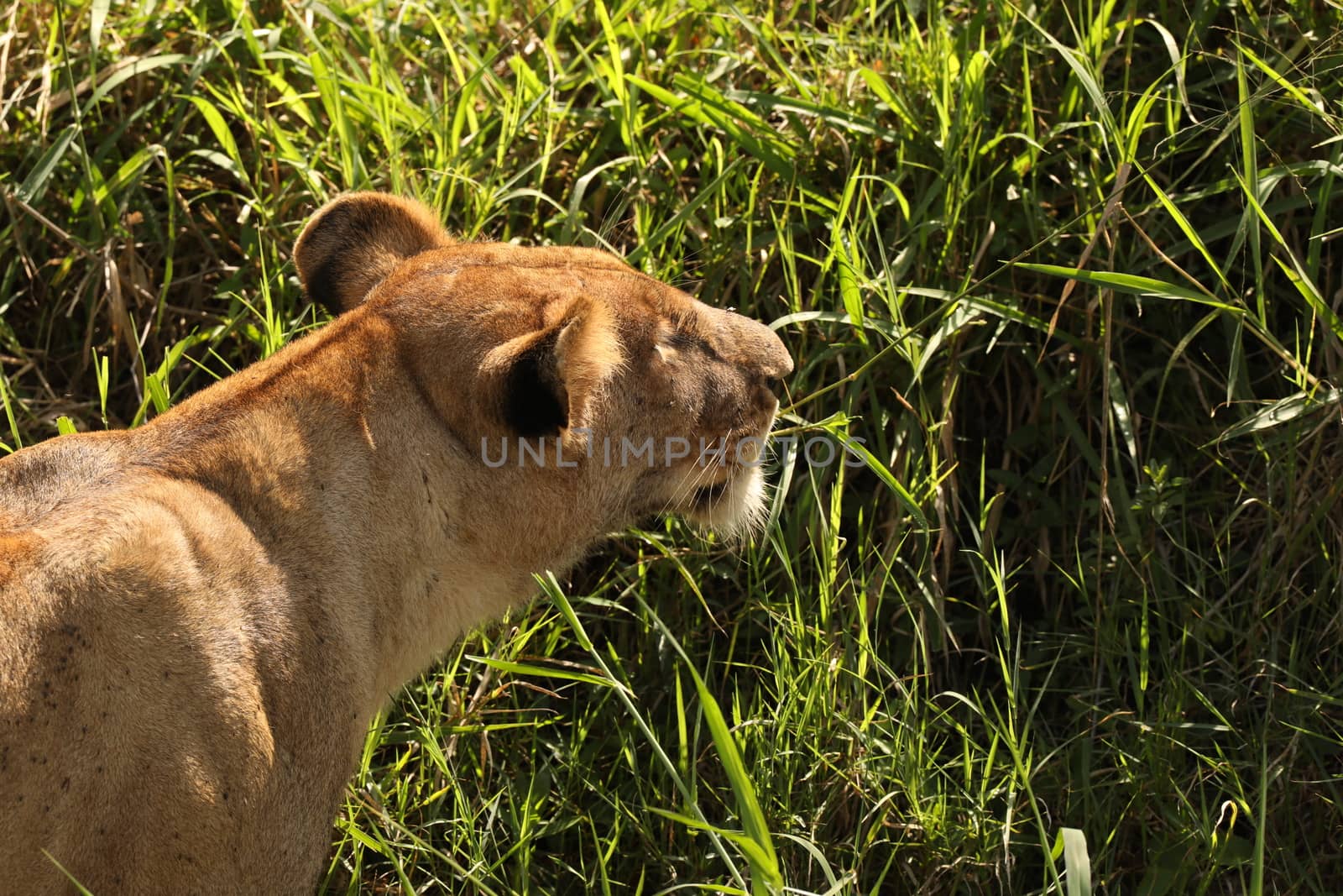 Lion Masai Mara Kenya Africa