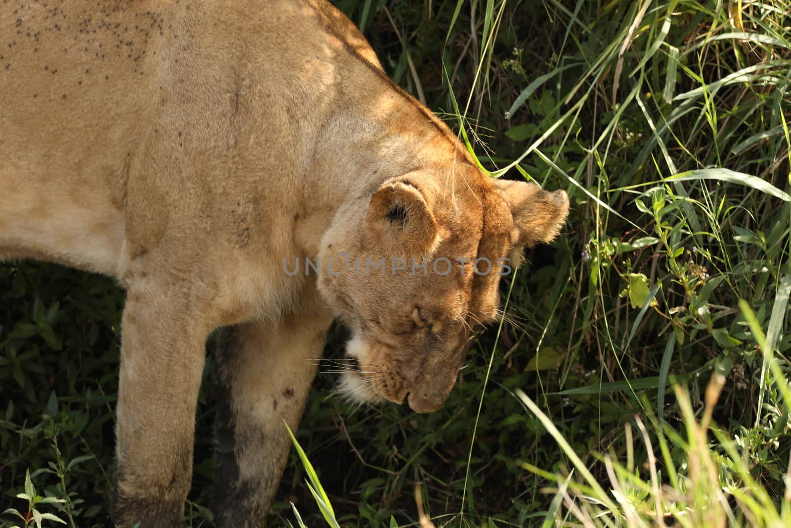 Lion Masai Mara Kenya Africa