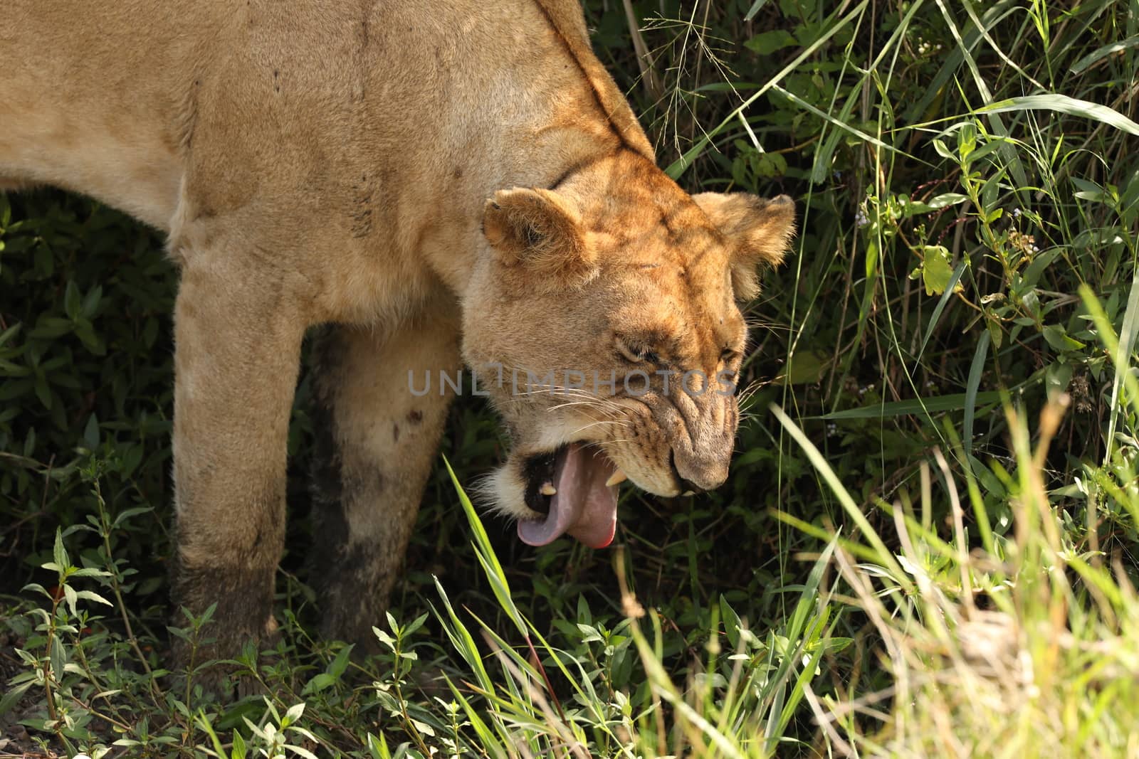 Lion Masai Mara Kenya Africa